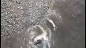 Сомы в чернобыле едят голубей - видео