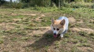 Удобный комбинезон из мембраны от DogTalk для корги и такс!