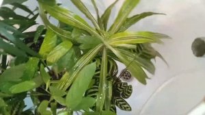 комнатные цветы.горячий душ для растений.