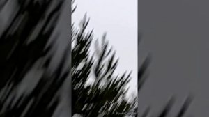 Где зимой живет тетерев