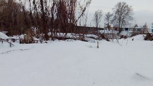 Лес за сельскими гаражами