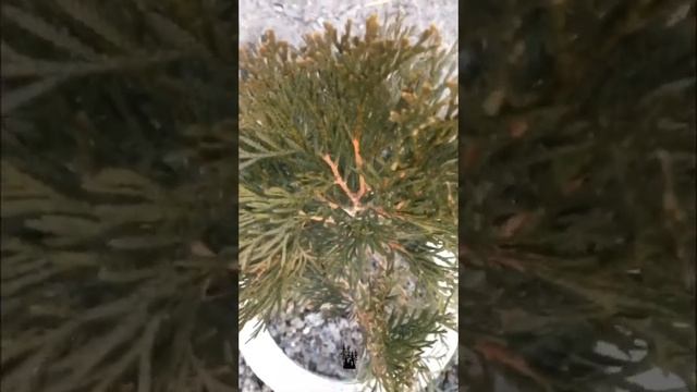 Туя западная Смарагд. Thuja occidentalis Smaragd