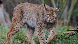 Огромная рысь спасла старого охотника, вытащив его из тайги...Реальные истории про животных.