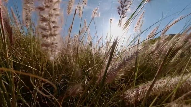 Сказал всю правду в лицо тирану смотреть онлайн