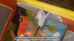 Мини пиги домашние-Светик и маленькие свинки