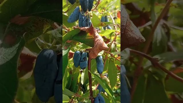 VID 20220630 0929541 Жимолость Бакчарские сорта. смотреть онлайн