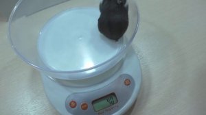 ВСЕ НАШИ ПИТОМЦЫ / КТО сколько ВЕСИТ? / Сколько ВЕСЯТ хомки / Mорская Cвинка, Кот / Alisa Easy Pets