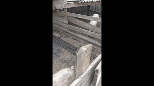 Уличное содержание свиней//