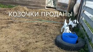 ОБЗОР СЛИВОК КОРОВЫ ДЖЕРСИ