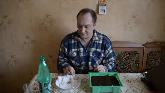 Посадка семян сельдерея на рассаду | Выращивание сельдерея из семян