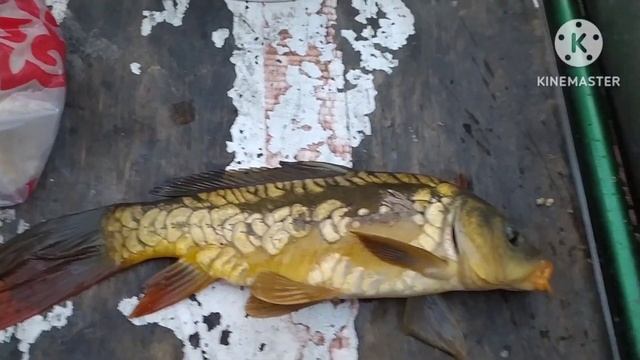 Рыбалка в Казахстане.Отличное открытие по карпу на озере Шакай 2. смотреть онлайн