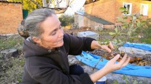 Арахис. Наш первый опыт выращивания :)