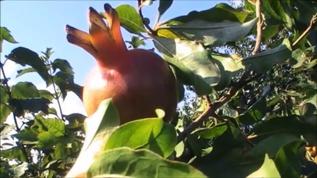 Гранат.От цветков и до плодов. смотреть онлайн