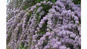 Удивительные сорта и виды будлеи в вашем саду
