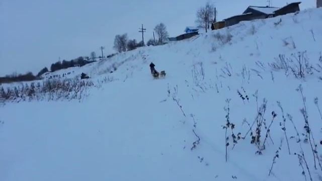 Старт экспедиции ездовых собак "Мезень - Пинега" смотреть онлайн