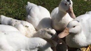 уткам мулард  1 месяц с копейками