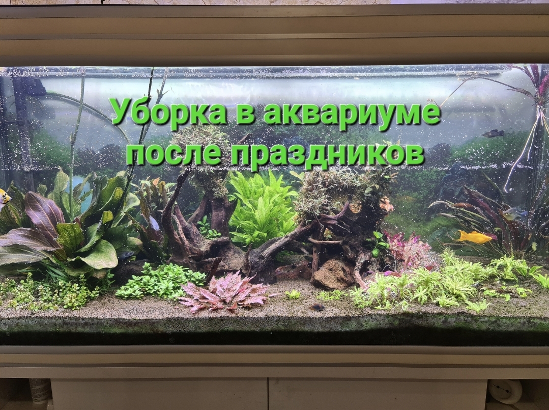 Уборка в аквариуме после праздников смотреть онлайн