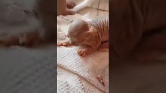 Сфинксы-самые милые кошечки!