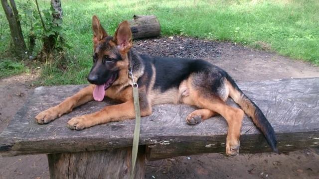 ПОРОДИСТЫЕ СОБАКИ ИЗ ПИТОМНИКА ЛОРДЭН ХИУС.avi смотреть онлайн