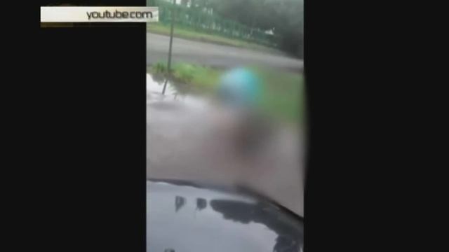 Бойцовый пес насмерть загрыз таксу на глазах у хозяев смотреть онлайн