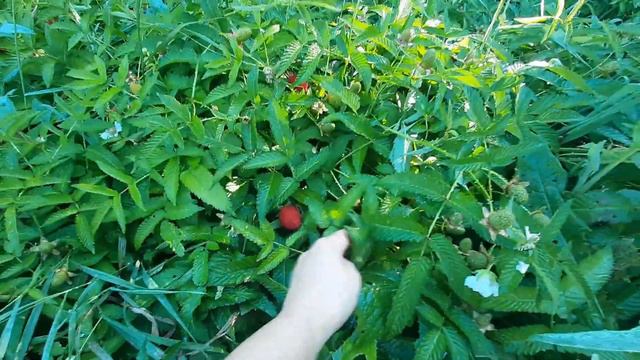Ежевика-малина поспела!😋/Собираю урожай и делаю заморозки.🍓🍅🥒🥕 #влогдомохозяйки #дачныйсезон