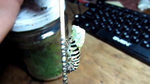 Гусеница Махаона окукливается Papilio machaon