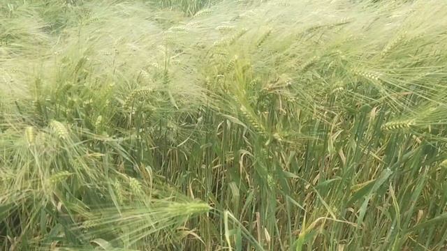 озимый Ячмень сорт БАЗАЛЬТ после ветра смотреть онлайн