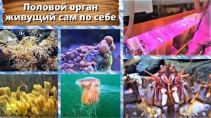 Половой орган, живущий сам по себе. Новые домашние любимцы.