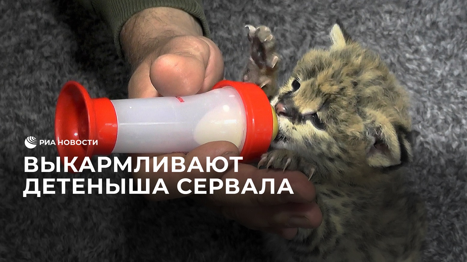 В Крымском парке сотрудники выкармливают детеныша сервала