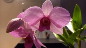 Великодушный дракон. Орхидея Dendrobium Dragon King. Дендробиум.