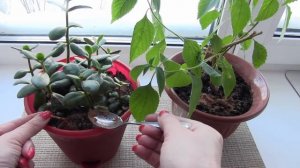 КАК при помощи КОРИЦЫ  избавится от МОШЕК