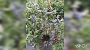 ГОТОВИМ ГОЛУБИКУ к урожаю в августе!!!!