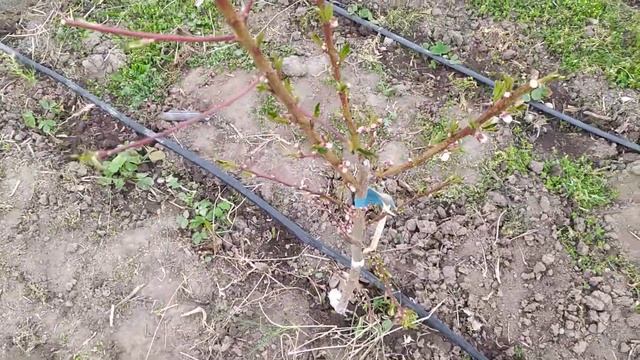 Сравнение подвоев gf677 и mirabolano 29c спустя год после посадки. Продолжаем изучение. смотреть онлайн