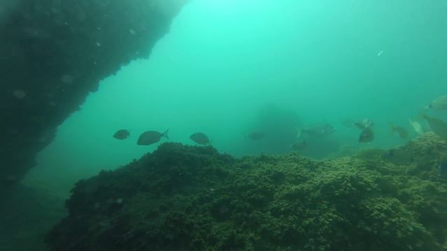 Orata (Sparus aurata) - Gilt head bream смотреть онлайн