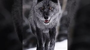 Картинки волков под песню "я чувствую монстра"