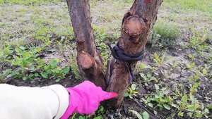 Муравьи  в саду  и на деревьях, что делать.