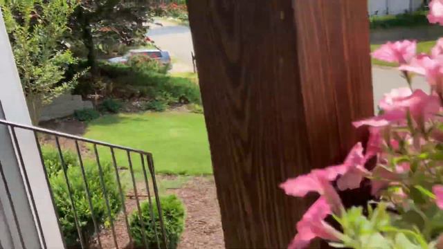 Supertunia Flower Boxes Week 8 Update 2023! смотреть онлайн