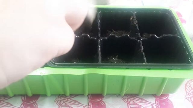 Как посадить пеларгонию(герань) из семян + сажаю семена фиалки смотреть онлайн