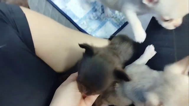 Малыши чихуахуа. Стоимость деток #чихуахуа. Питомник собак чихуахуа ArtaDogsa+79616914125