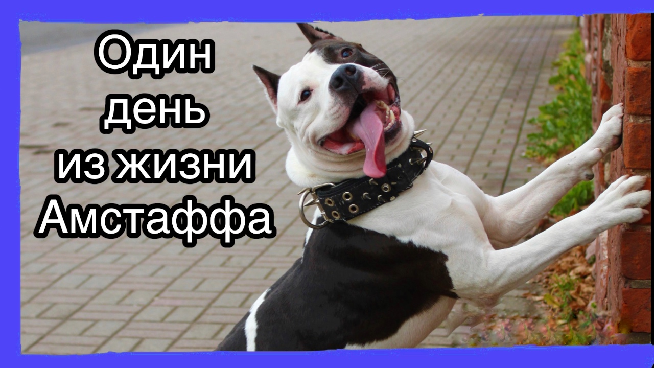 Один день - из жизни умного амстаффа. смотреть онлайн