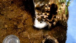 Пауки убивают мышей