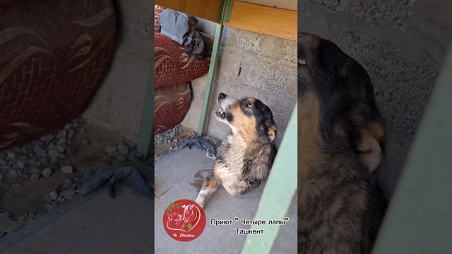 Четыре лапы Ташкент приют. А это немного другое видео про гостей в приюте. смотреть онлайн