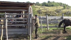 Резвый табун лошадей