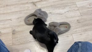 ВЛОГ Настоящий кошмар / Собака шкода / Кира испортила стену мама плачет