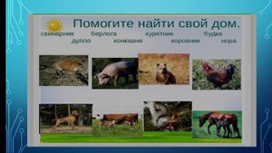 Дикие и домашние животные.  Ознакомление с окружающим миром. Подготовительный класс.