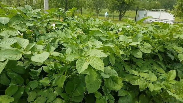 Картофель ранний от А до Я смотреть онлайн