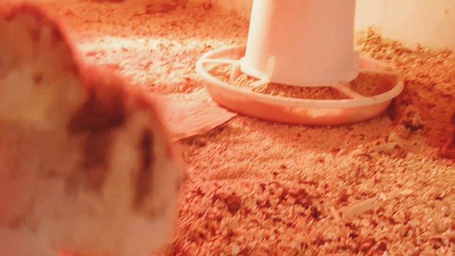 Одинокий индюшонок. Как давать лук цыплятам.