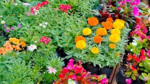 Passeio a uma das floriculturas onde compro minhas suculentas