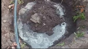 Посадка саженцев винограда осенью.