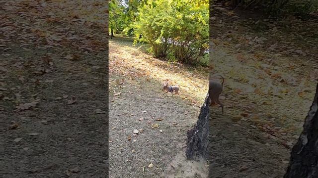 Маленькая забавная собачка гоняет ворон в парке.